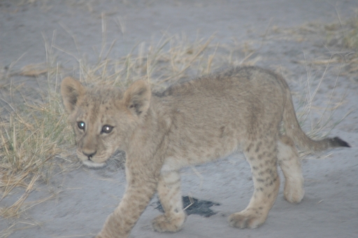 M lion cub 